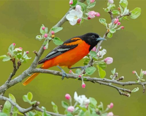 Orchard Oriole Paint By Numbers