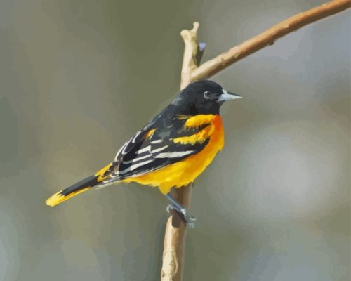 Oriole Bird Paint By Numbers