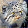 Pallas Cat Paint By Numbers