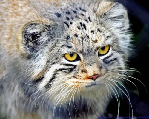 Pallas Cat Paint By Numbers