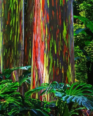 Rainbow Eucalyptus Paint By Numbers