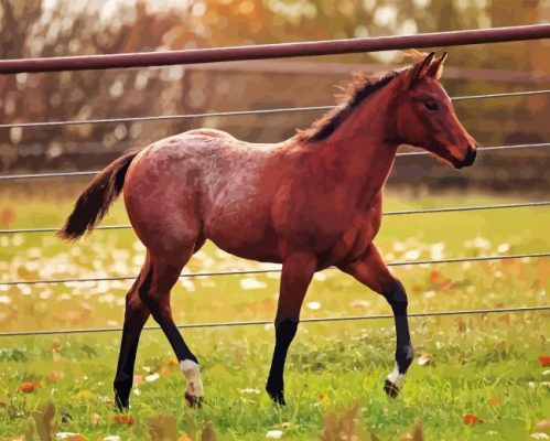 Red Horse With Foal Paint By Numbers