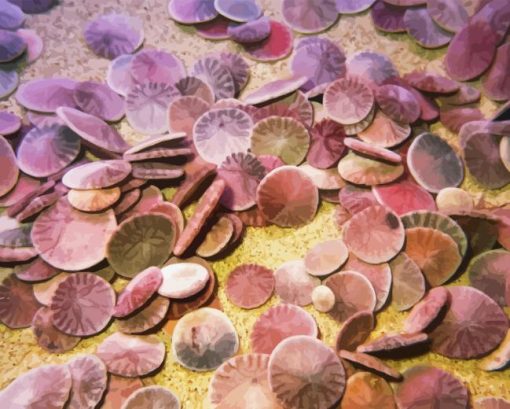 Sand Dollar Paint By Numbers
