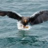 Sea Eagle Catching Fish Paint By Numbers