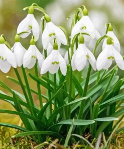 Snowdrops Flower Paint By Numbers