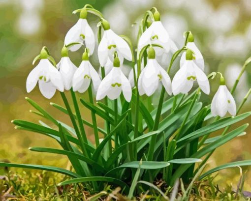 Snowdrops Flower Paint By Numbers