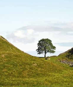 Sycamore Gap Paint By Numbers