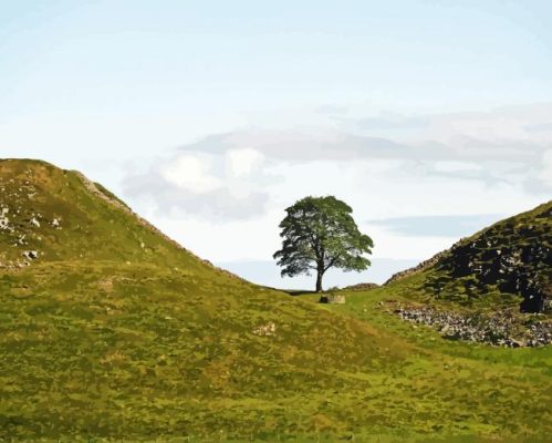 Sycamore Gap Paint By Numbers