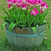 Tulips In Barrel Paint By Numbers