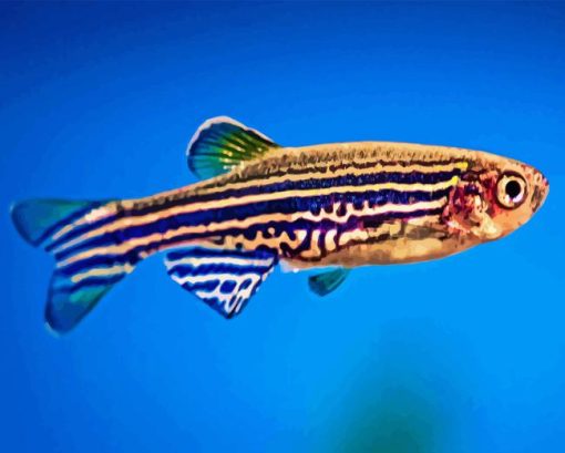 Zebrafish Paint By Numbers