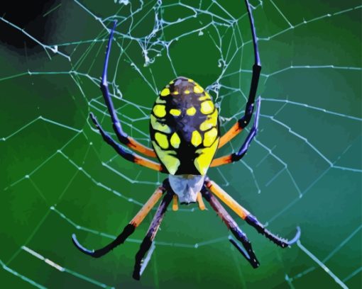Argiope Aurantia Paint By Numbers