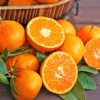 Citrus Orange Paint By Numbers