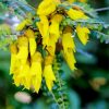 Kowhai Paint By Numbers