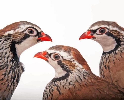 Partridge Birds Paint By Numbers