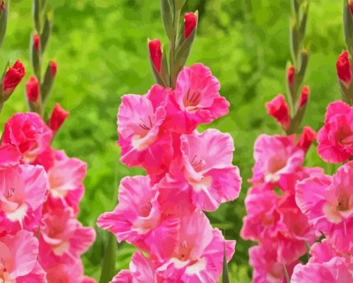 Pink Gladiolus Paint By Numbers