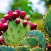 Prickly Pear Paint By Numbers