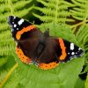 Red Admiral Butterfly Paint By Numbers