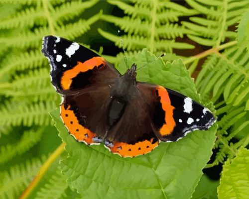 Red Admiral Butterfly Paint By Numbers