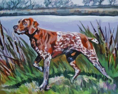 Short Haired Pointer Paint By Numbers