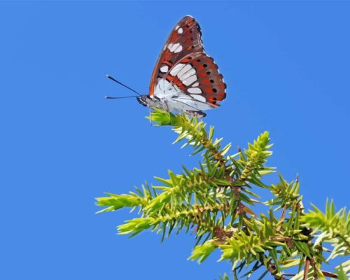 White Admiral Butterfly Paint By Numbers