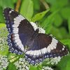 White Admiral Paint By Numbers