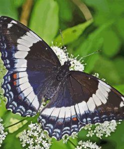 White Admiral Paint By Numbers