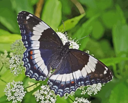 White Admiral Paint By Numbers