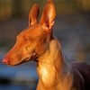 Beige Pharaoh Hound Paint By Numbers