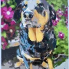 Paint By Numbers Custom​ Pets gall 1