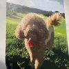 Paint By Numbers Custom​ Pets gall 2