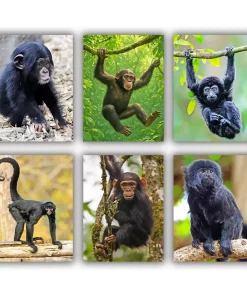 Black Monkey Mini Paint By Numbers