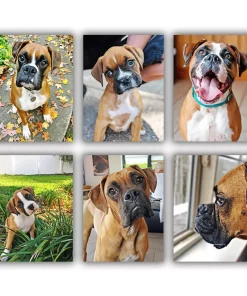 Brown Boxer Mini Paint By Numbers