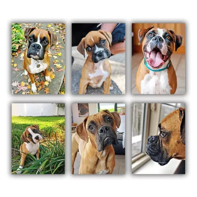 Brown Boxer Mini Paint By Numbers