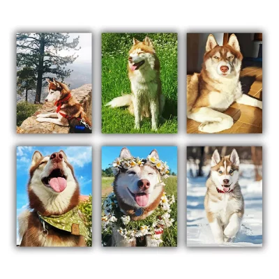 Brown Husky Mini Paint By Numbers