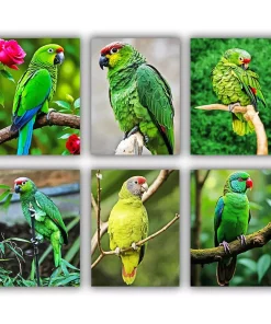 Lilacine Amazon Mini Paint By Numbers