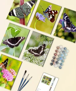 Limenitis Camilla Mini Paint By Numbers