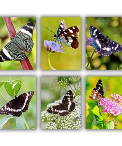 Limenitis Camilla Mini Paint By Numbers