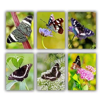 Limenitis Camilla Mini Paint By Numbers