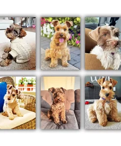 Mini Schnauzer Mini Paint By Numbers