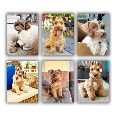 Mini Schnauzer Mini Paint By Numbers