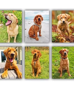 Red Labrador Mini Paint By Numbers