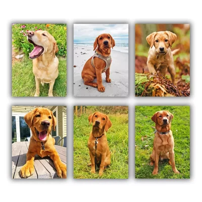 Red Labrador Mini Paint By Numbers