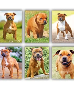 Staffordshire Bull Mini Paint By Numbers