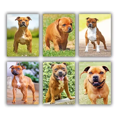 Staffordshire Bull Mini Paint By Numbers