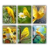 Yellow Bird Mini Paint By Numbers