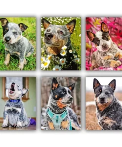 Blue Heeler Mini Paint By Numbers​