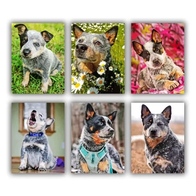 Blue Heeler Mini Paint By Numbers​