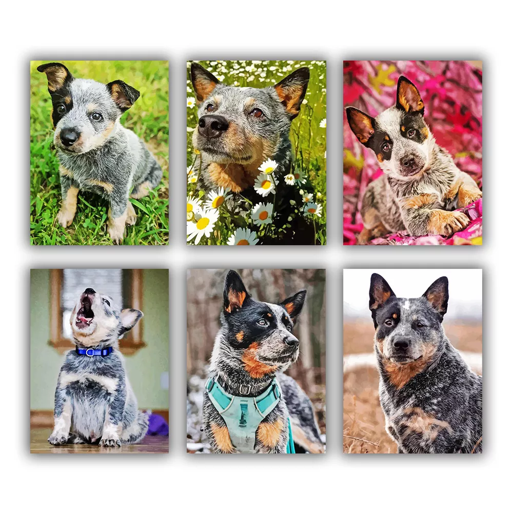 blue heeler mini paint by numbers Blue Heeler Mini Paint By Numbers